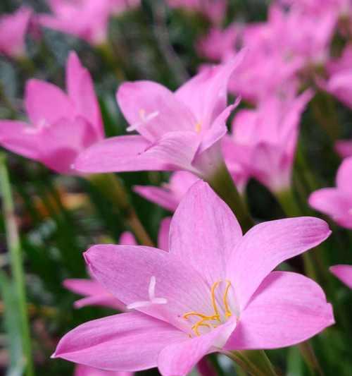 风雨兰的花语和寓意（探寻风雨兰的花语和象征意义）