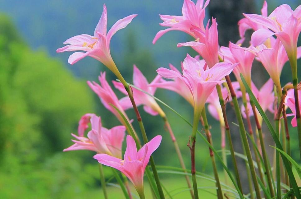 风雨兰的花语（揭秘这种神秘花的真正含义）