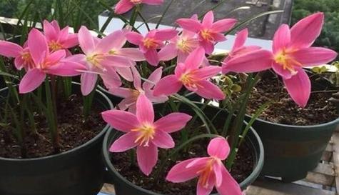 风雨兰是否能在冬天开花（解读风雨兰的生长习性和开花规律）