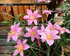 风雨兰的开花周期与养护技巧（解密风雨兰开花秘密）