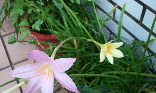 风雨兰的开花周期与养护技巧（解密风雨兰开花秘密）