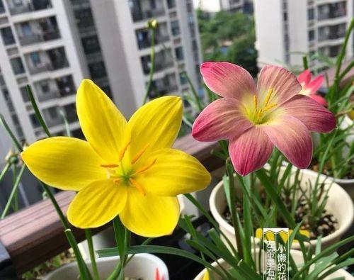 解密风雨兰的开花周期（了解风雨兰的生长特点及开花周期）