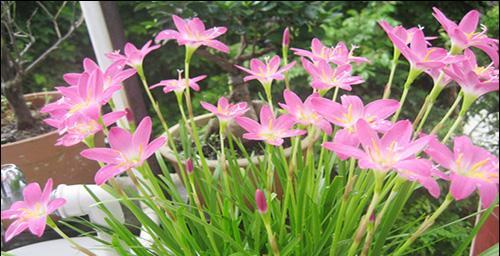 如何培养风雨兰花多开花（养护技巧）