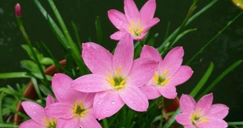 风雨兰种植攻略（选择适宜的季节和温度）