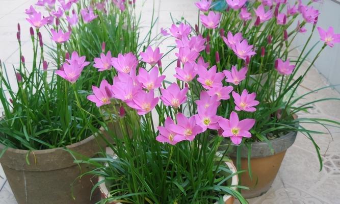 风雨兰的冬季养护方法（轻松应对寒冷季节）