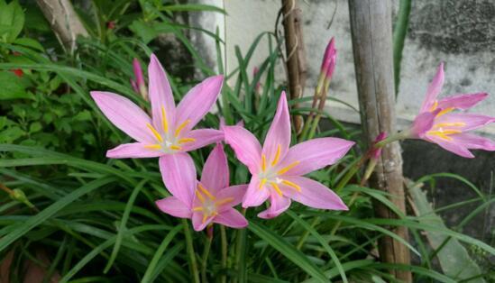 风雨兰的冬季养护方法（轻松应对寒冷季节）