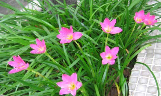 风雨兰，四季长青（常青植物之王）