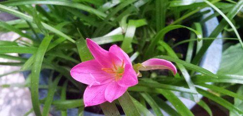 风雨兰，四季长青（常青植物之王）