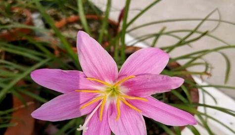 风雨兰的花期与开花次数探究（解读风雨兰的开花习性及栽培方法）