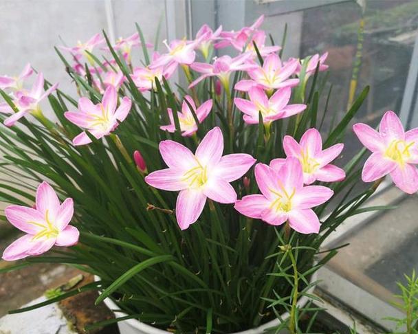 风雨兰的花期与开花次数探究（解读风雨兰的开花习性及栽培方法）