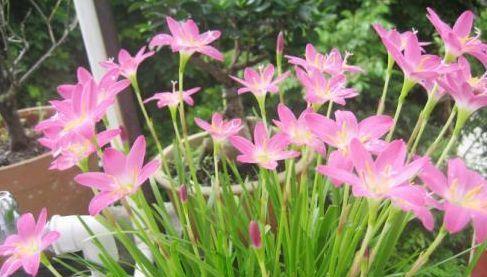 如何养护风雨兰，让其长开花多（风雨兰的种植技巧与注意事项）