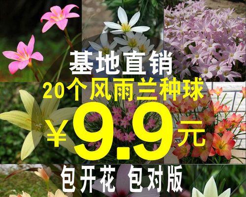 风雨兰种子开花时间与关键因素剖析