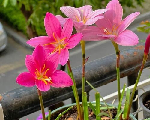 探寻风雨兰中最香的品种——开花多又好看的品种（品种介绍及选种技巧）