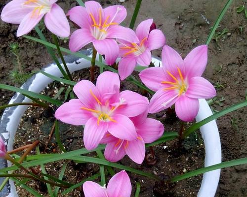 探寻风雨兰中最香的品种——开花多又好看的品种（品种介绍及选种技巧）