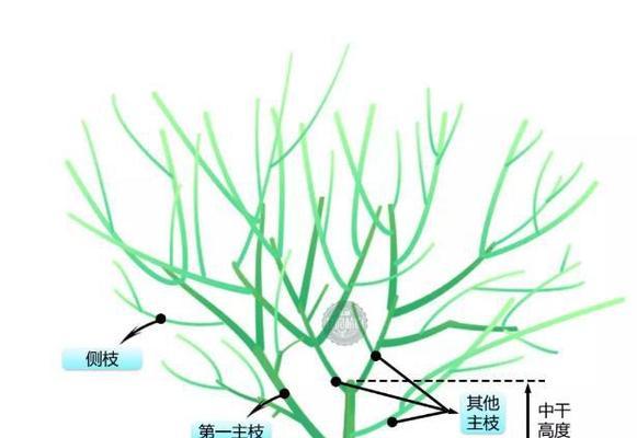 枫树卷叶危机解决方案（如何防范和应对枫树卷叶病害）