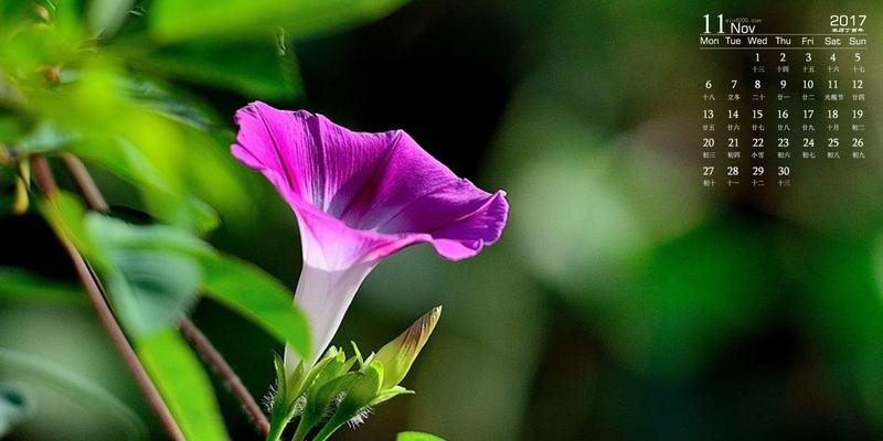 牵牛花（悲情的花朵）