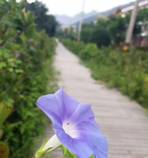 牵牛花（在花语中的浪漫寓意和文化传承）