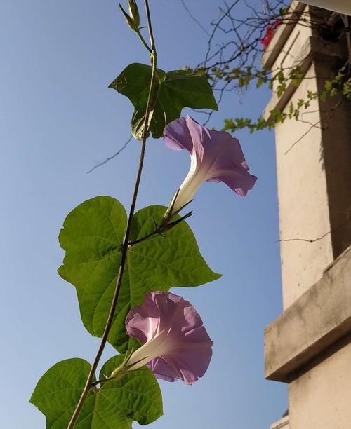 牵牛花（在花语中的浪漫寓意和文化传承）