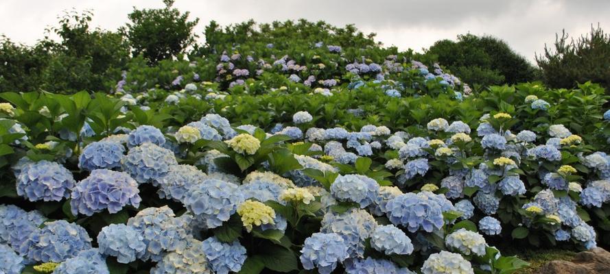 芹叶牡丹（芹叶牡丹的花语和特点）