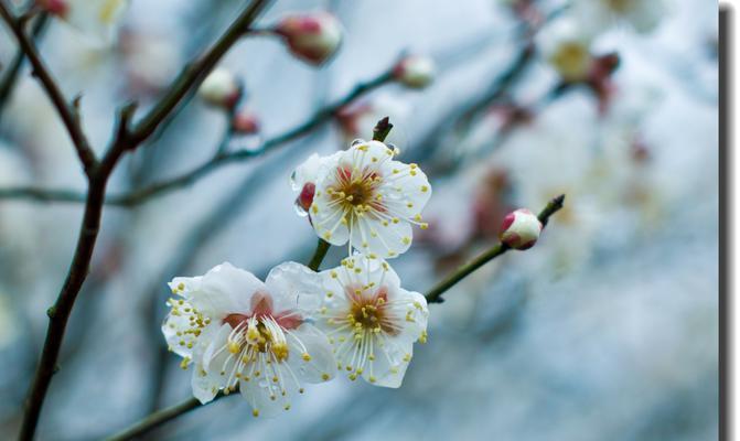 青梅花的花语——深情不变的表达（永不凋谢的爱意）