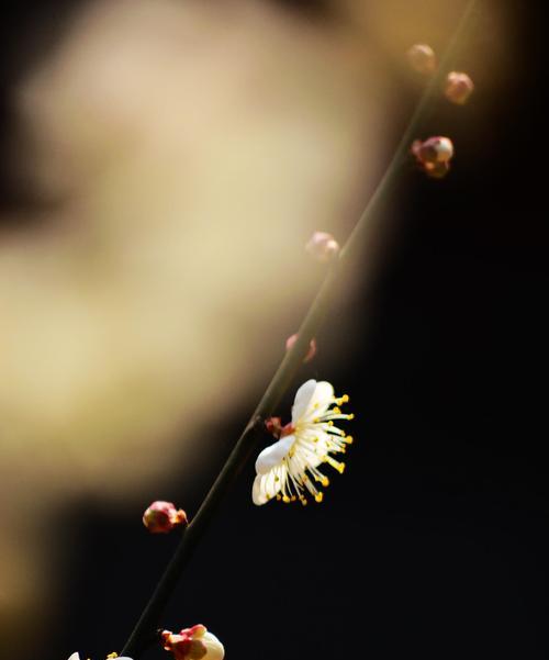 青梅花的花语——深情不变的表达（永不凋谢的爱意）