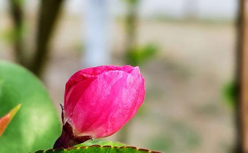 日本海棠花（探寻日本海棠花的花语与传说）