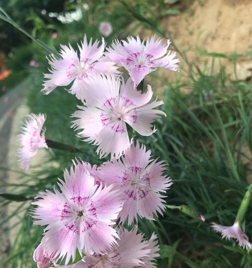 日本石竹花语（细述日本石竹花语的含义及文化背景）