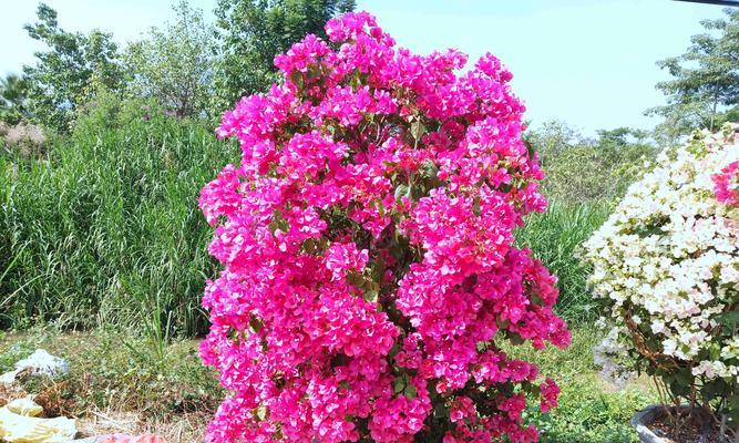 三角梅花语的来历与意义（探寻三角梅花语的由来）