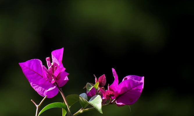 三角梅的花语与含义（美丽绽放的三角梅）