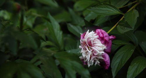 芍药花的寓意与家居装饰（以芍药花为家居装饰）