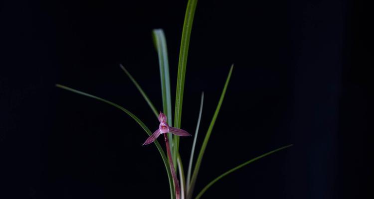 绍兴兰花的花语（传递幸福与美丽的天使之花）