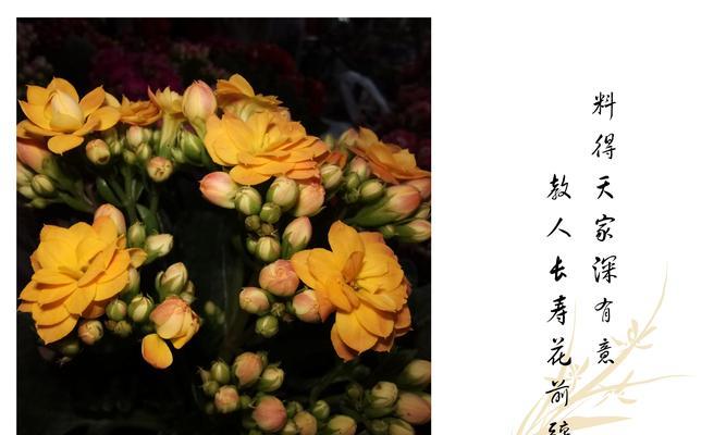 长寿之花（花语传承千年）