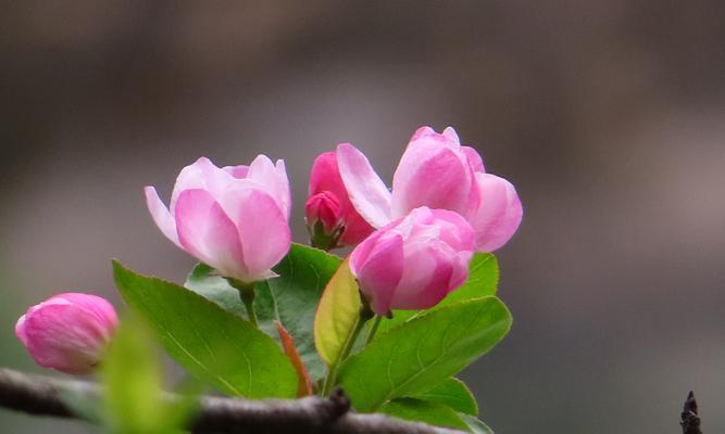 双色海棠花语的深意（探究双色海棠的花语）