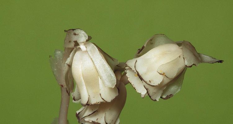 水晶兰花语是什么（探索水晶兰花的象征意义与美丽之处）