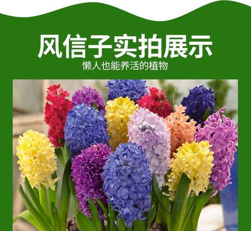 水培风信子花语（水中的芬芳与生机）