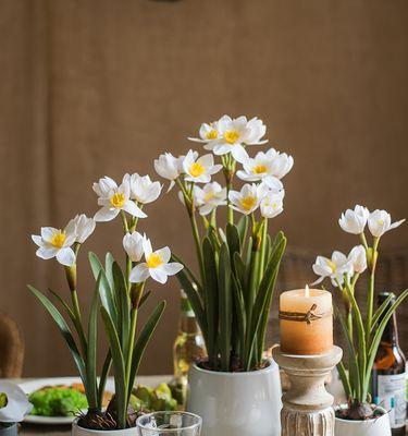 水仙花——春天的使者（花期与花语）