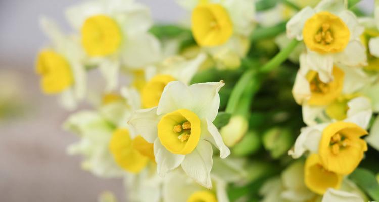 水仙花的美丽与寓意（探索水仙花开花的奇迹与哲理）