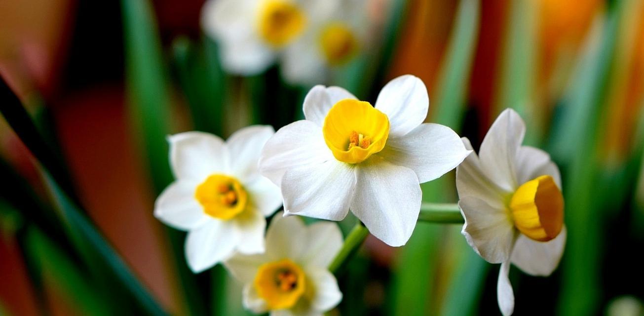 水仙花的象征与寓意（探寻水仙花的文化内涵）