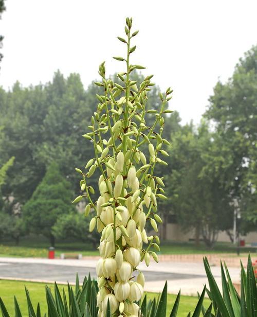 丝兰花语与寓意-幸福与纯洁的象征（丝兰花语寓意解读及其在人生中的重要意义）