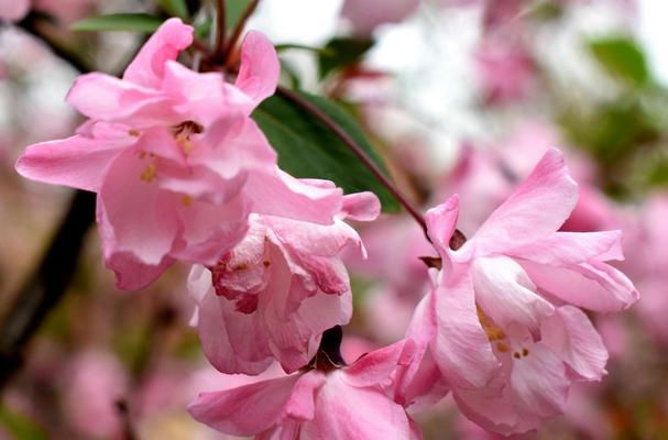 四季海棠花花语-四季常青的美丽（四季海棠的花期与寓意）