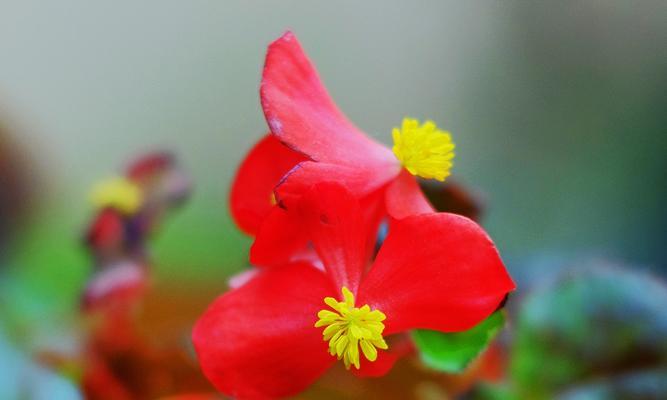 四季海棠，花开寄情（四季海棠花语的深意与传承）