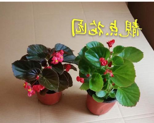 四季秋海棠花语（四季秋海棠——每一个季节都有它的芬芳和意义）