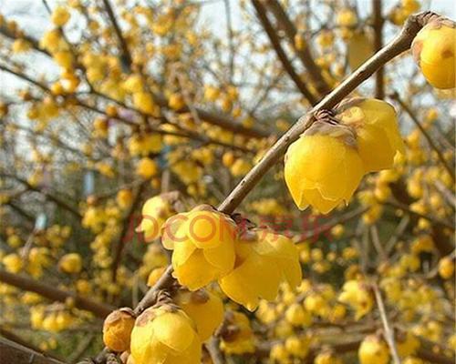 庭院梅花（寒冬中的鲜艳）