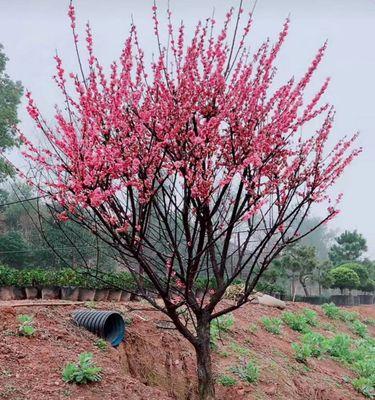 庭院梅花（寒冬中的鲜艳）