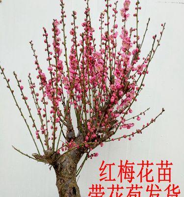 庭院梅花（寒冬中的鲜艳）