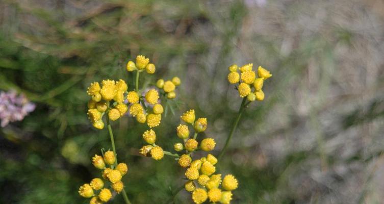 和平花开（艾菊）