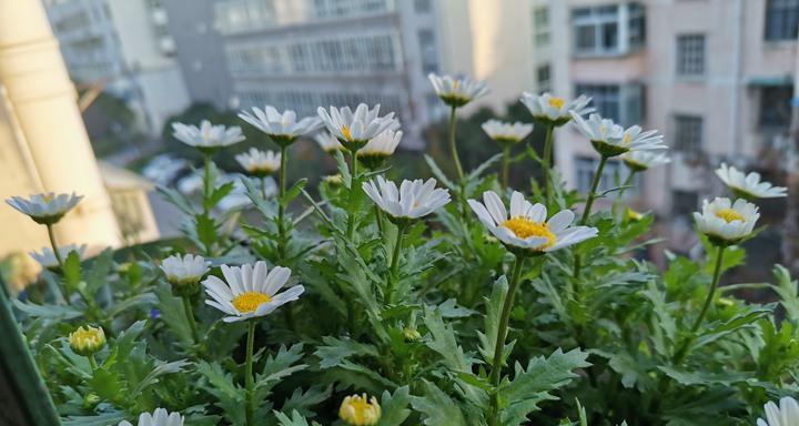 白晶菊花语的含义与传承（以白晶菊花为媒介）