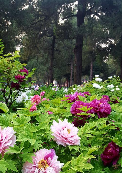 白牡丹与绿牡丹（花开花落）