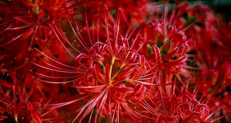 白色彼岸花的花语及其美丽寓意（探寻白色彼岸花背后的秘密）