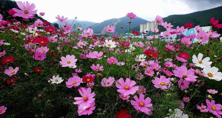 白色波斯菊花语的魅力（用花语传达情感与祝福）